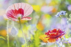 Platzmatte Blumen Mohn | 45 x 30 cm